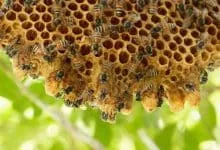 The interesting tour inside the beehive: what can we see in the bee colony