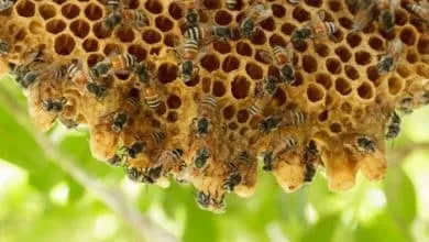 The interesting tour inside the beehive: what can we see in the bee colony