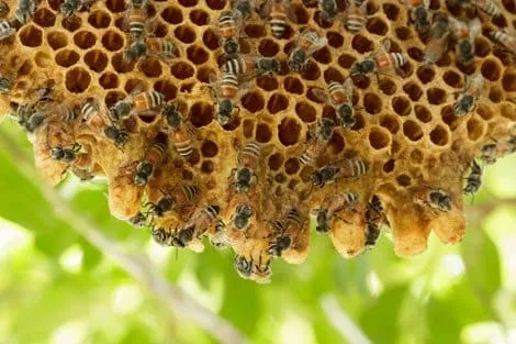 The interesting tour inside the beehive: what can we see in the bee colony