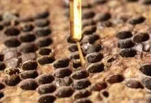 American foulbrood (AFB) Disease and its Remedies