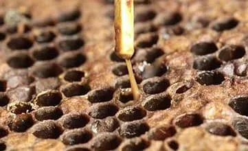 American foulbrood (AFB) Disease and its Remedies