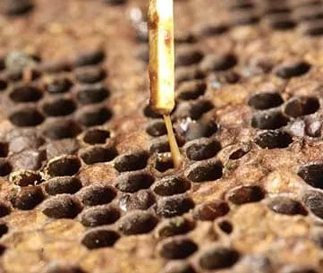 American foulbrood (AFB) Disease and its Remedies