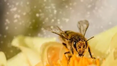 Learn the types of bees and how to Obtain them.
