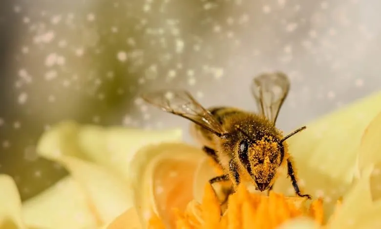 Learn the types of bees and how to Obtain them.