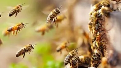 Bee Waggle Dance