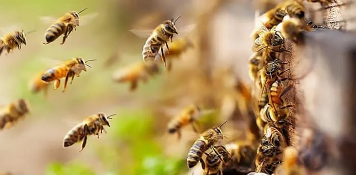 Bee Waggle Dance