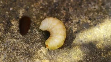 Tutorial bee Larval transfer