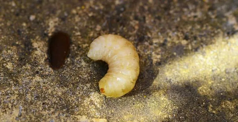Tutorial bee Larval transfer