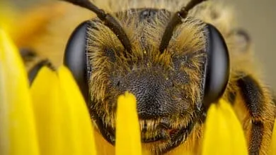 The Killer Bee Phenomenon