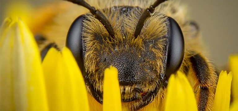 The Killer Bee Phenomenon