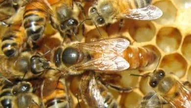 The birth of a queen bees
