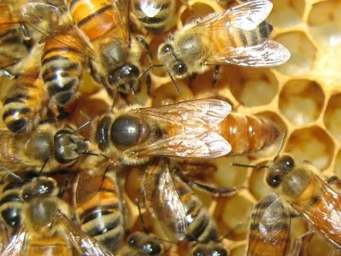 The birth of a queen bees