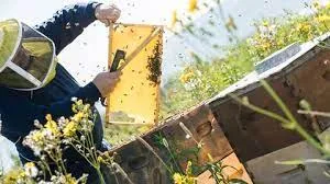 Owning and Operating a beekeeping business