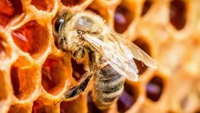 Introduction to bee Queen rearing: interesting facts