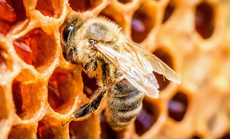 Introduction to bee Queen rearing: interesting facts