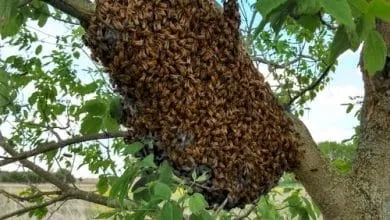 The active season: Bees Swarming