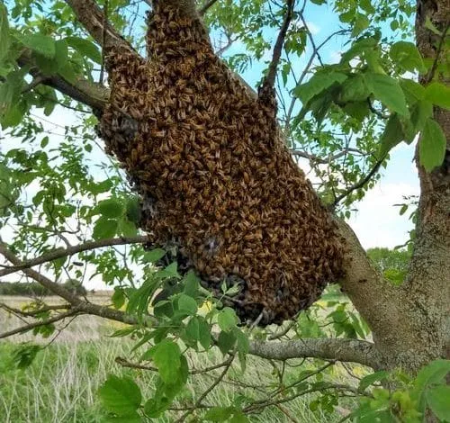 The active season: Bees Swarming