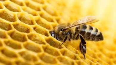 Management of Overwintered Colonies in the Early Spring