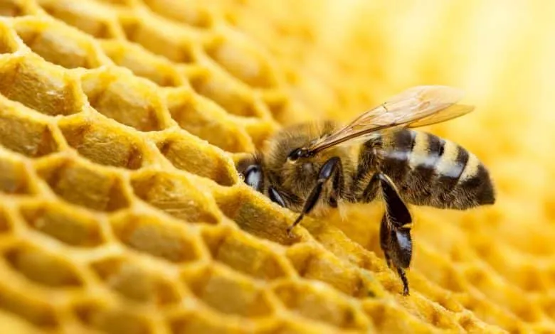 Management of Overwintered Colonies in the Early Spring