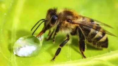 All you need to know about Bee Workers