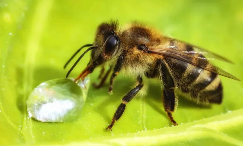All you need to know about Bee Workers