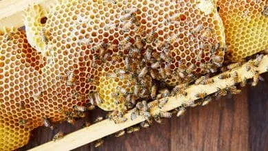 Development of methods of beekeeping
