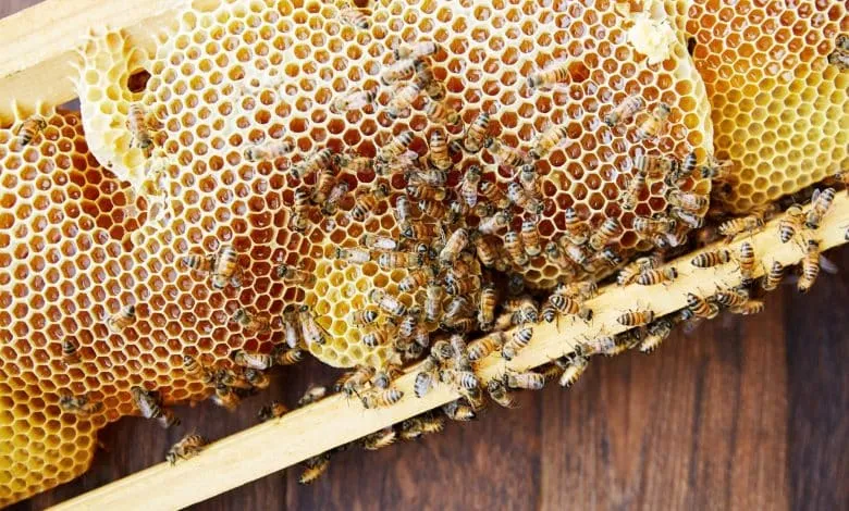 Development of methods of beekeeping