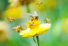 What should you know about Nectar and Pollen Plants as a beekeeper