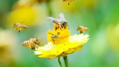 What should you know about Nectar and Pollen Plants as a beekeeper