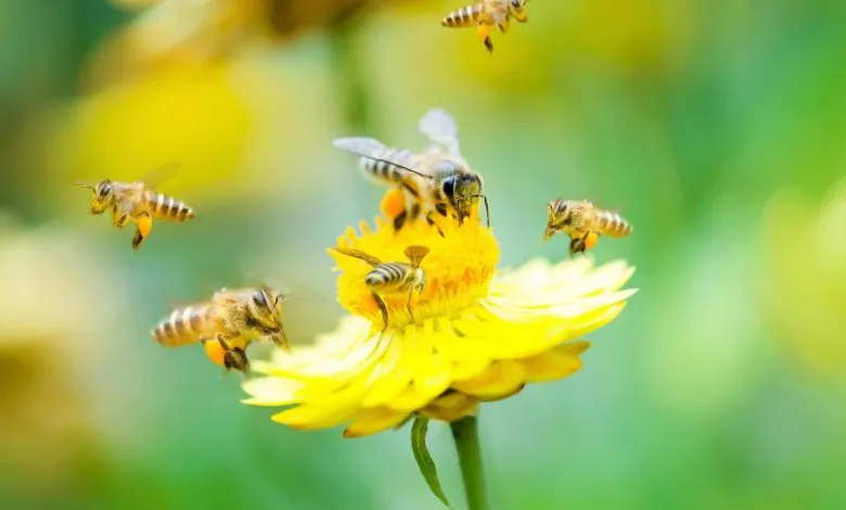 What should you know about Nectar and Pollen Plants as a beekeeper
