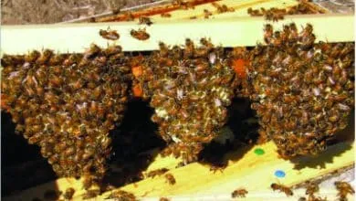 Non-grafting Method for Raising Queens: The Miller Method