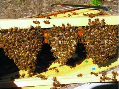 Non-grafting Method for Raising Queens: The Miller Method