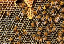 How to get bees and Increase the number of bee colonial
