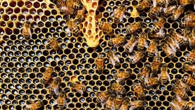 honey bee population increase3 5f7b03c63f00f 700 1