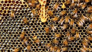 How to get bees and Increase the number of bee colonial