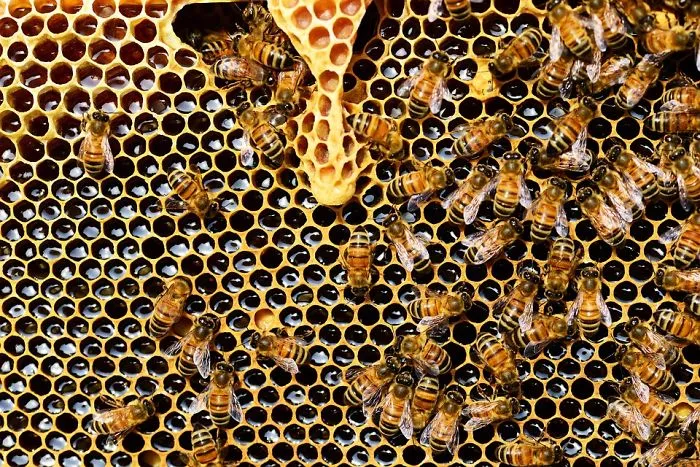 How to get bees and Increase the number of bee colonial