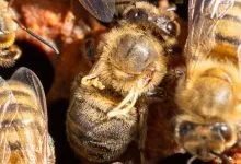 Diagnosis of Honey Bee Diseases: Viral Diseases