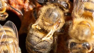 Diagnosis of Honey Bee Diseases: Viral Diseases