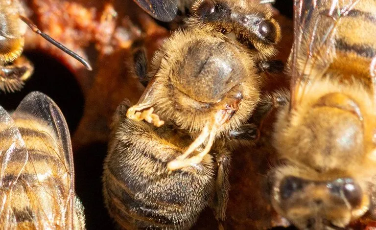 Diagnosis of Honey Bee Diseases: Viral Diseases