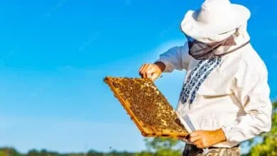 What should you know about Examining the hive Process
