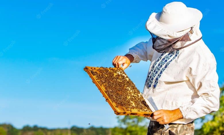 man holding honeycomb with bees beekeeper inspecting examining honeycomb frame apiary summer day man working apiary apiculture beekeeping concept bees hive 116317 20678