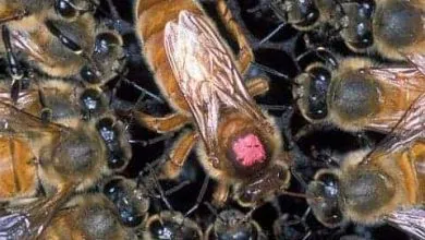Learn about developing Good Queen Bees