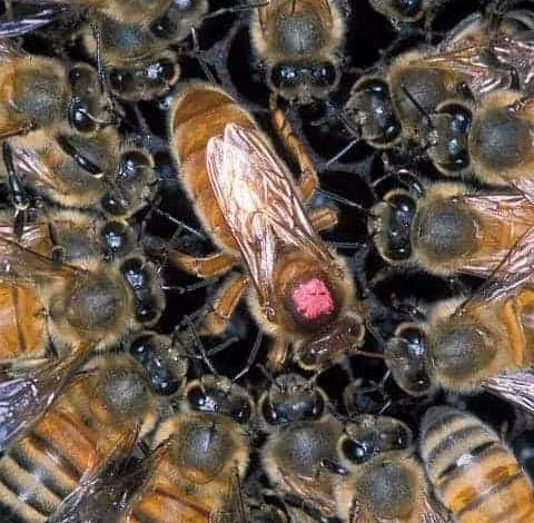 Learn about developing Good Queen Bees