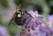 Plants That Produce Pollen and Nectar: A Guide for Beekeepers