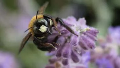 Plants That Produce Pollen and Nectar: A Guide for Beekeepers