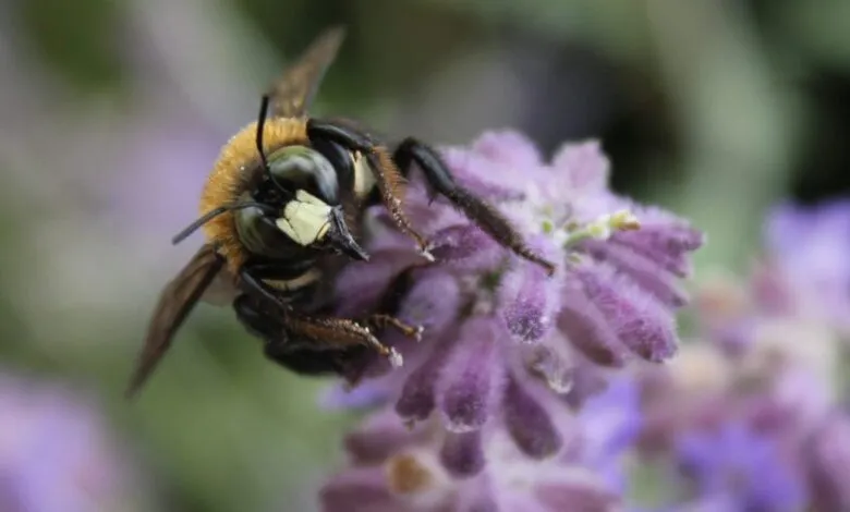 Plants That Produce Pollen and Nectar: A Guide for Beekeepers