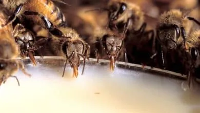 Feeding honey bees during winter