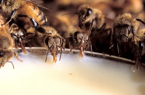 Feeding honey bees during winter