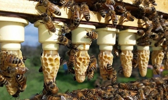 How to Raise Queen Bees