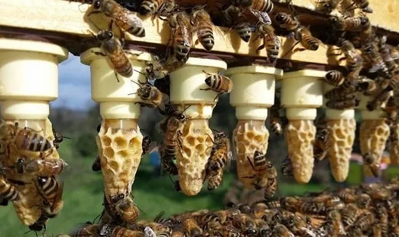 Cloake board queen rearing